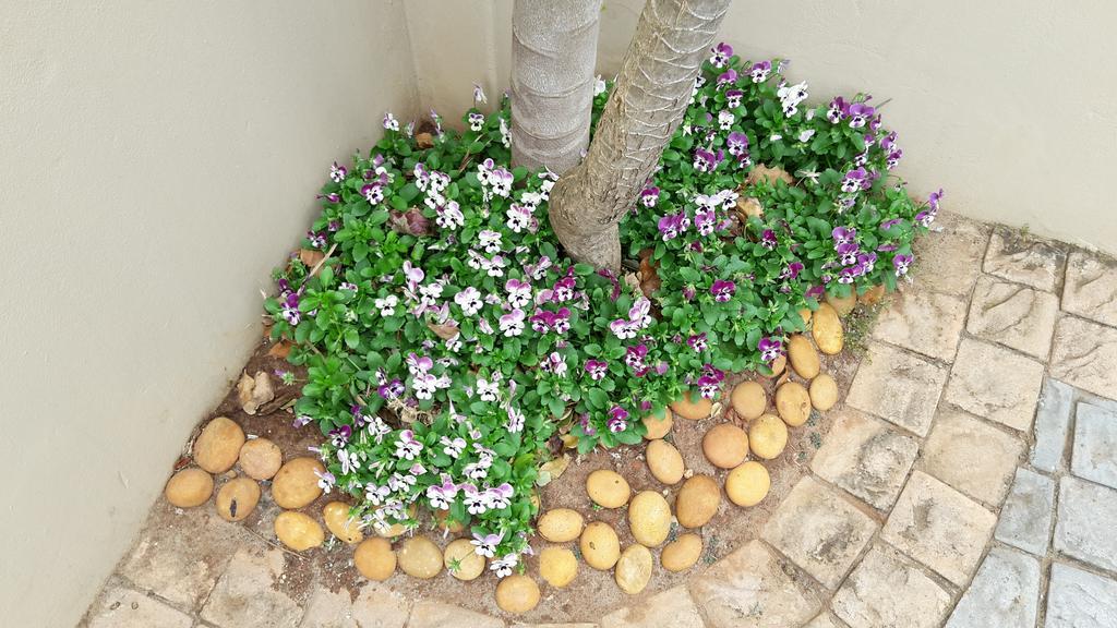 Jenvey House Selfcatering Apartments & Bnb Port Elizabeth Eksteriør bilde